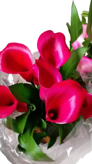 Planta De Cartuchos