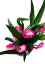 Planta De Cartuchos