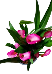 Planta De Cartuchos