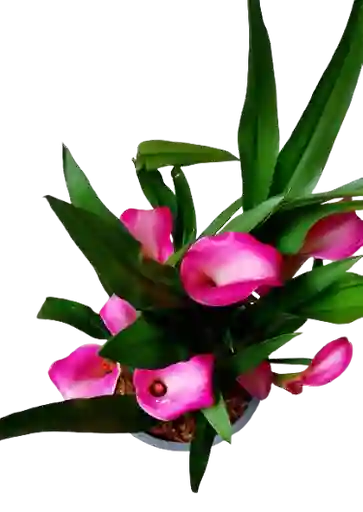 Planta De Cartuchos