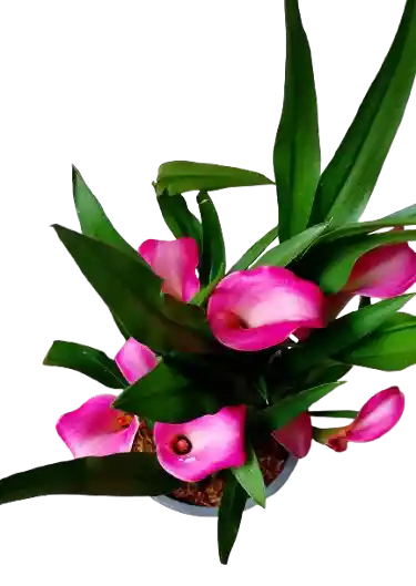 Planta De Cartuchos
