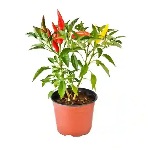 Planta De Aji