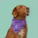 Pañoleta M Morada Murciélagos Y Telarañas