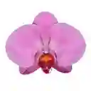 Orquidea Lavanda Success Con Matera