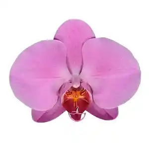 Orquidea Lavanda Success Con Matera