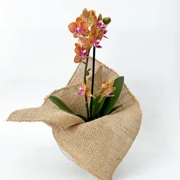 Mini Orquidea Floria