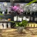 Mini Orquidea De Dos Varas