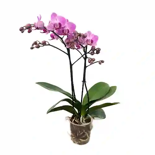 Mini Orquidea De Dos Varas