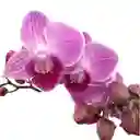Mini Orquidea De Dos Varas