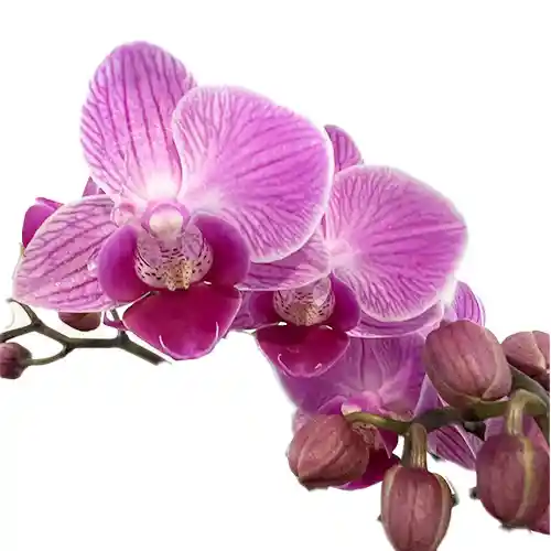 Mini Orquidea De Dos Varas