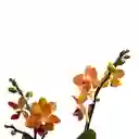 Mini Orquidea De Dos Varas