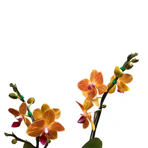 Mini Orquidea De Dos Varas
