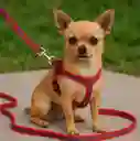Correa Para Perro/gato De Nailon Con Pechera