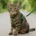 Correa Para Perro/gato De Nailon Con Pechera