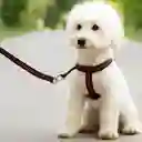 Correa Para Perro/gato De Nailon Con Pechera