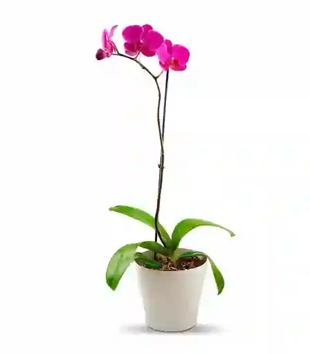Orquídea