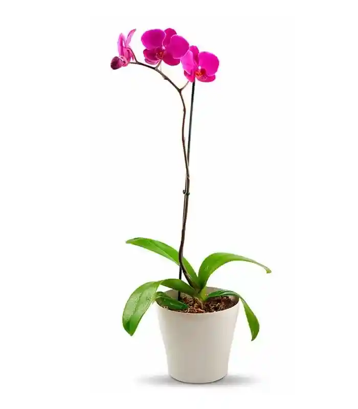 Orquídea