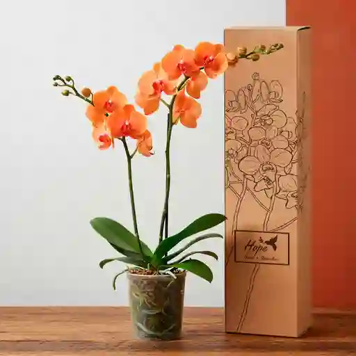 Orquídea Flores Naranjas