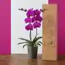 Orquídeas De 2 Varas Moradas