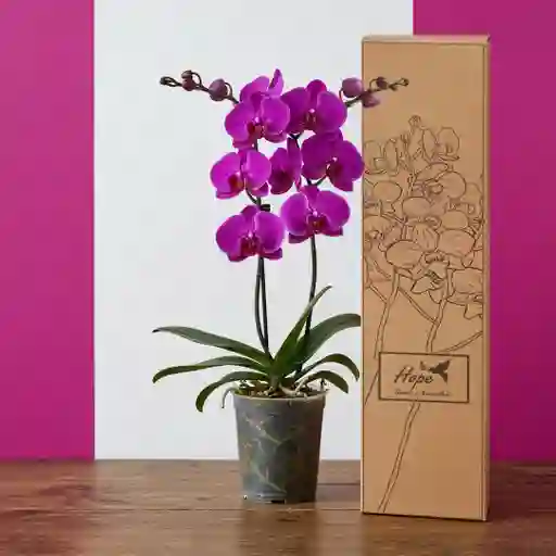 Orquídeas De 2 Varas Moradas