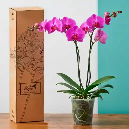 Orquídea Del Cultivador