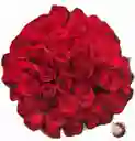 65 Rosas Rojas Un Amor Eterno