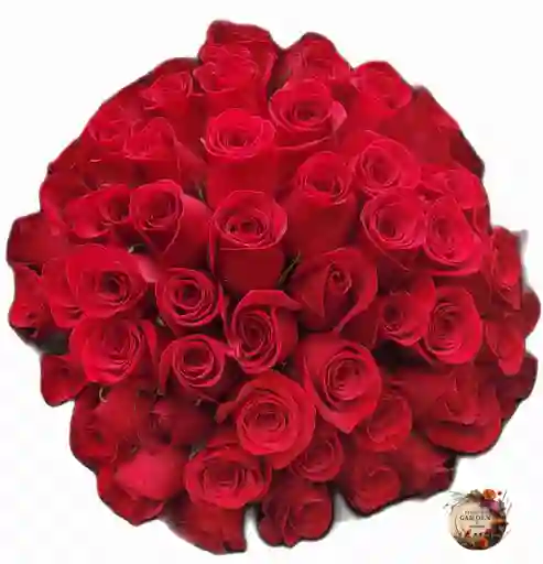 65 Rosas Rojas Un Amor Eterno