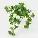Planta Artificial Expressions 20x35cm Verde