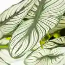 Calathea Artificial En Matera 33cm