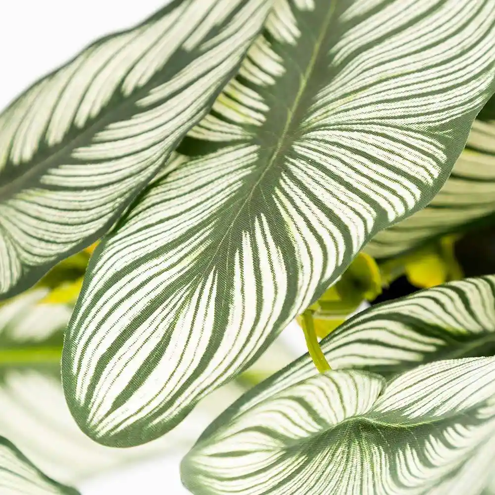 Calathea Artificial En Matera 33cm