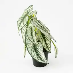 Calathea Artificial En Matera 33cm