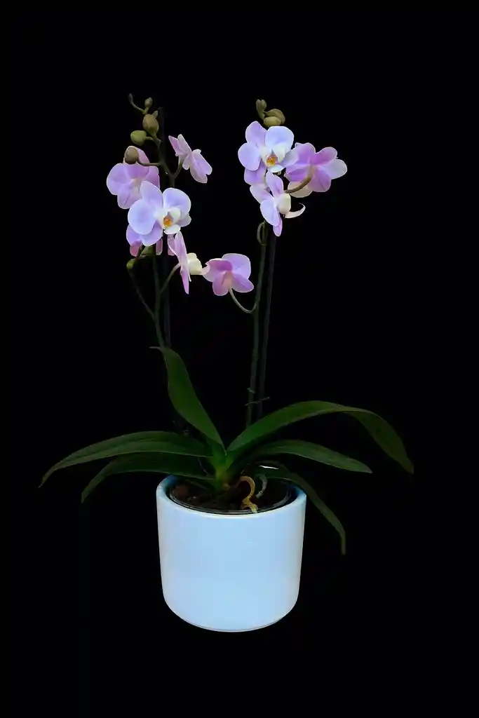 Orquidea Mediana Rosada De 2 Varas Con Matera Blanca
