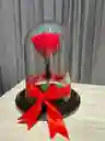 Rosa En Cúpula Xs