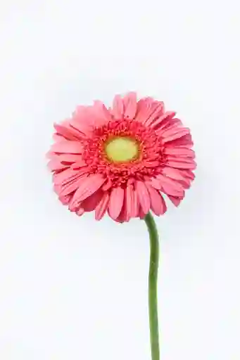 Gerbera Rosada Und