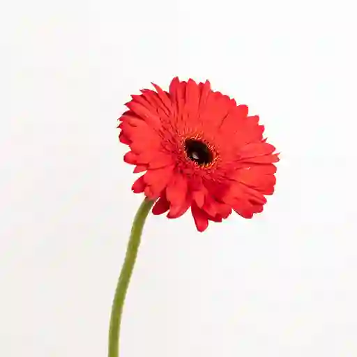 Gerbera Roja Und