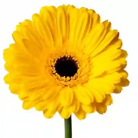 Gerbera Amarilla Und