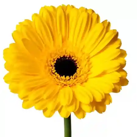 Gerbera Amarilla Und