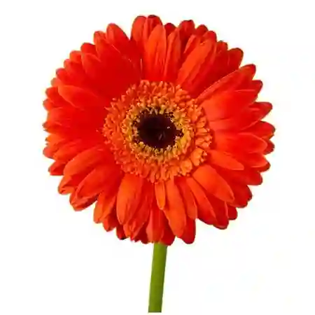 Gerbera Naranja Und