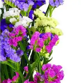 Statice Mixto Paquete