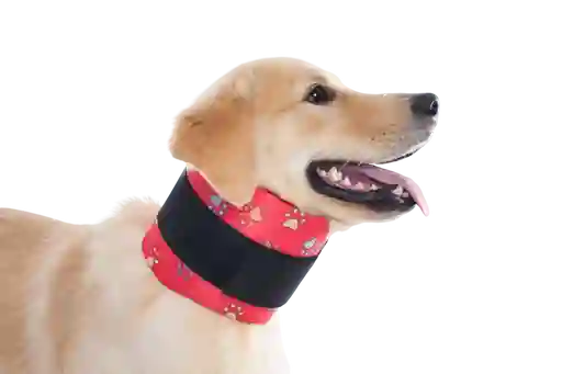 Collar Cervical Para Perro Macho Y Hembra Rojo Talla 4
