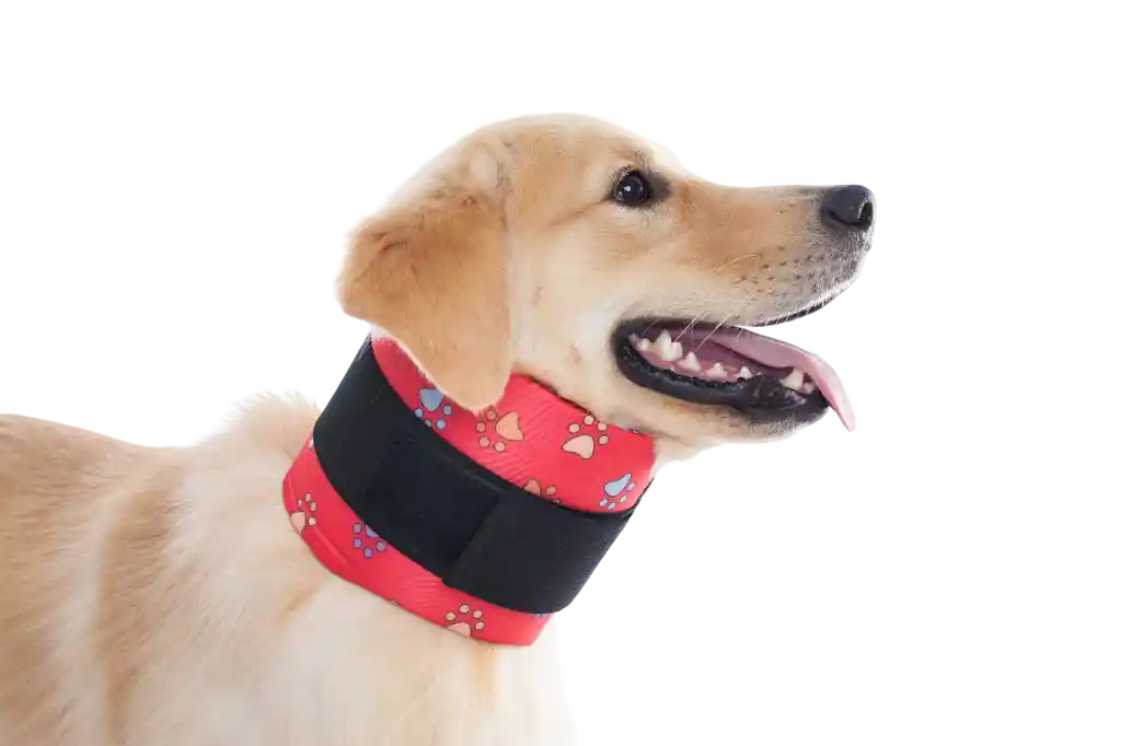 Collar Cervical Para Perro Macho Y Hembra Rojo Talla 4