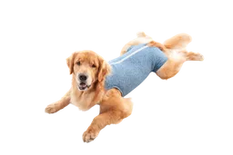 Faja Post Quirurgica Castracion Duo Dry Para Perro Macho Azul Talla 1 Pacientes 1.5 A 2.5 Kg