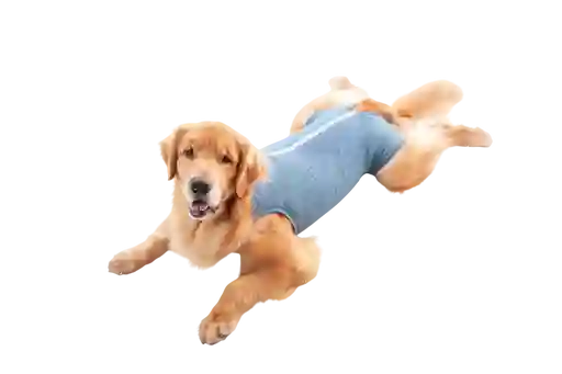 Faja Post Quirurgica Castracion Duo Dry Para Perro Macho Azul Talla 1 Pacientes 1.5 A 2.5 Kg