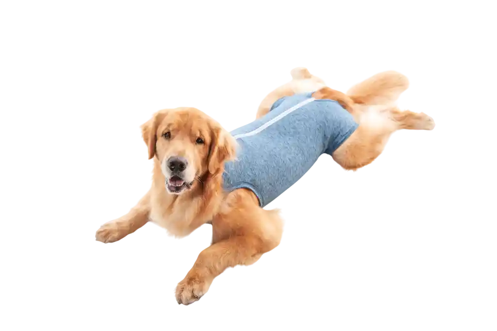 Faja Post Quirurgica Castracion Duo Dry Para Perro Macho Azul Talla 1 Pacientes 1.5 A 2.5 Kg