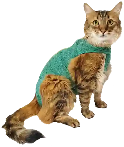 Faja Post Quirurgica Cirugias Abdominales Dry Ligth Para Gato Macho Y Hembra Verde Talla 5 Pacientes 7 A 9 Kg