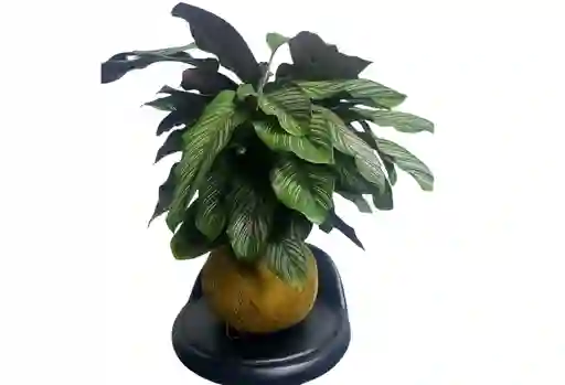 Edición Especial Amor Y Amistad Calathea Pinstripe