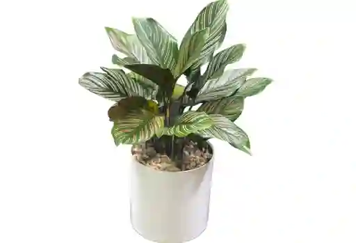 Calathea De Rayas Edición Amor Y Amistad