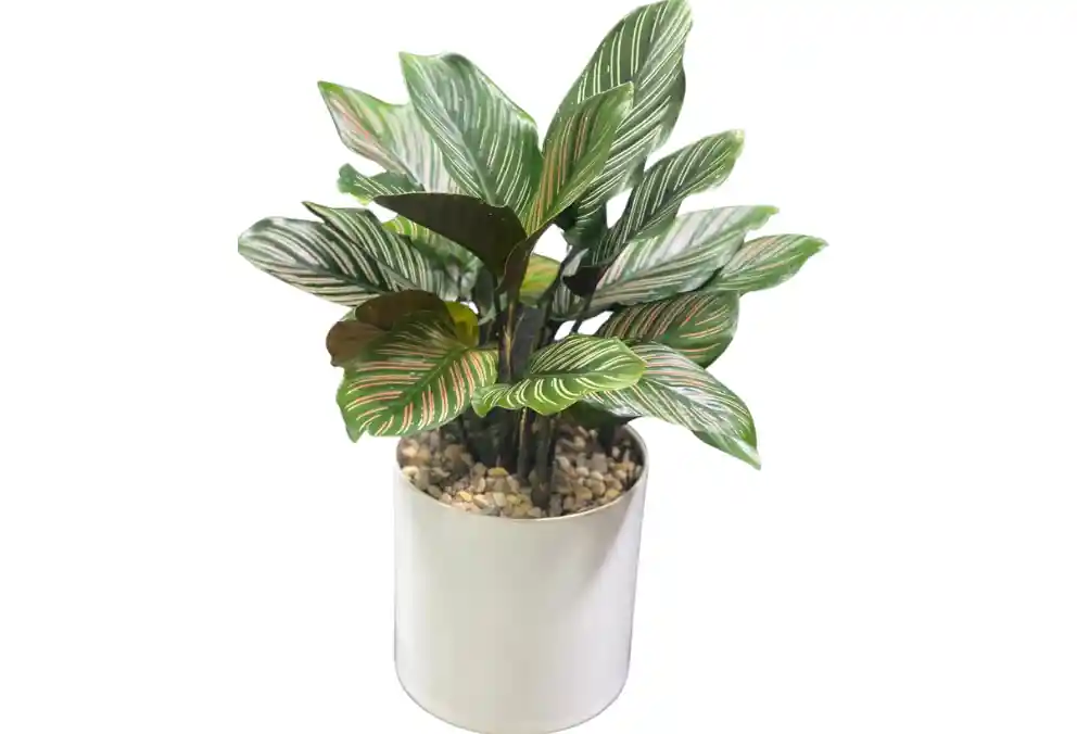 Calathea De Rayas Edición Amor Y Amistad