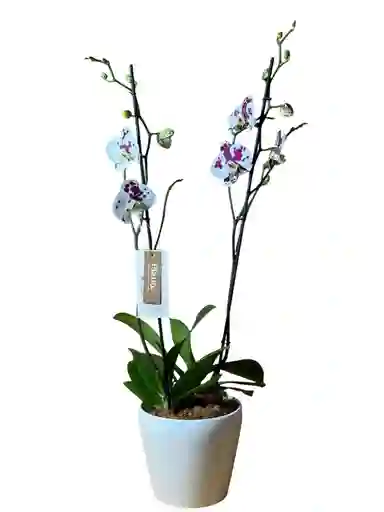 Arreglo Orquideas Grandi Premium Exoticas Blancas En Matera Alaska
