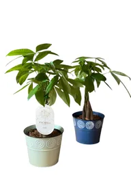 Pachira Acuatica En Matera Clasica Metalica